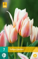Tulp Quebec 7 bollen - afbeelding 2