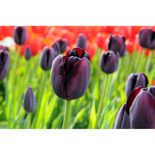 Tulp queen of night 20 bollen - afbeelding 2