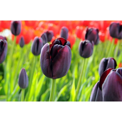 Tulp queen of night 7 bollen - afbeelding 2