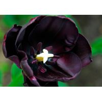 Tulp queen of night 7 bollen - afbeelding 3