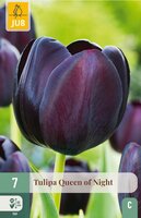Tulp queen of night 7 bollen - afbeelding 4