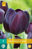 Tulp queen of night 7 bollen - afbeelding 3