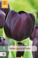 Tulp queen of night 7 bollen