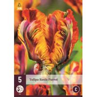 Tulp rasta parrot 5 bollen - afbeelding 2