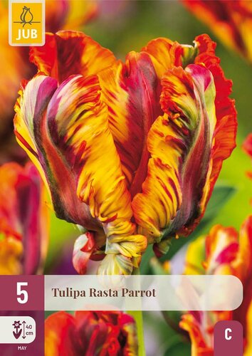 Tulp rasta parrot 5 bollen - afbeelding 3