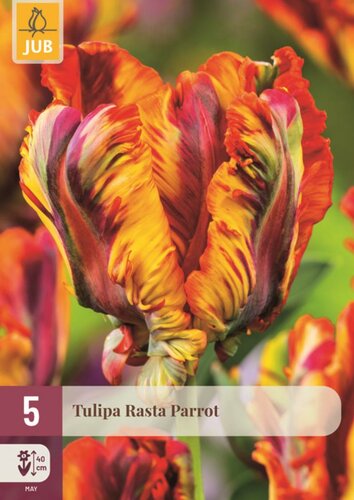 Tulp rasta parrot 5 bollen - afbeelding 1