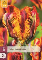 Tulp rasta parrot 5 bollen