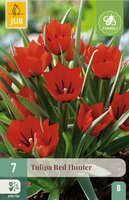 Tulp red Hunter 10 bollen - afbeelding 3