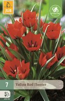 RED HUNTER TULIPA