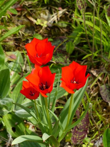 RED HUNTER TULIPA