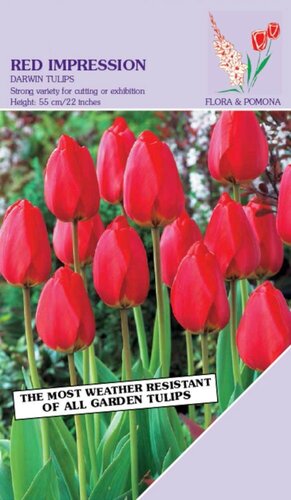 Tulp Red Impression 12 bollen