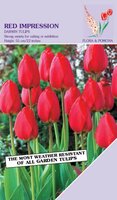 Tulp Red Impression 12 bollen