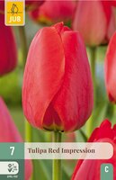 TULIPA RED IMPRESSION