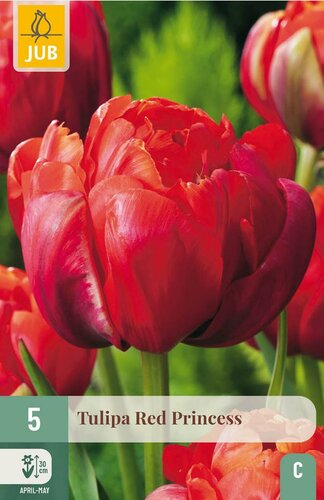 RED PRINCESS TULIPA