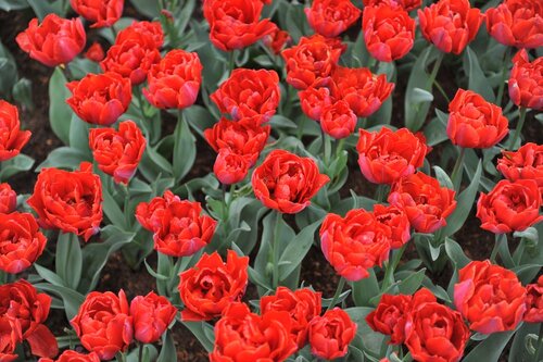 RED PRINCESS TULIPA