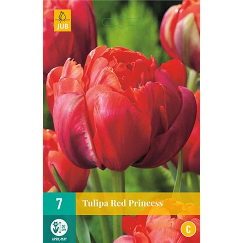 RED PRINCESS TULIPA