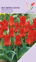 Tulp Red Riding Hood 12 bollen - afbeelding 2