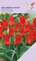 Tulp Red Riding Hood 12 bollen - afbeelding 1