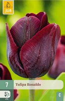 Tulp Ronaldo 7 bollen - afbeelding 1