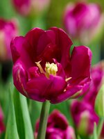 Tulp royal acres 7 bollen - afbeelding 2