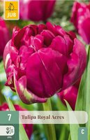 Tulp royal acres 7 bollen - afbeelding 3