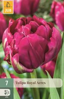 Tulp royal acres 7 bollen