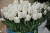 ROYAL VIRGIN TULIPA