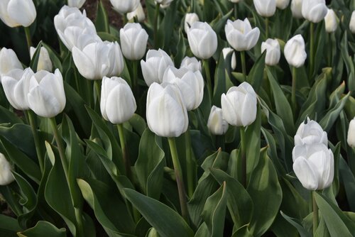 Tulp Royal Virgin 7 bollen - afbeelding 3