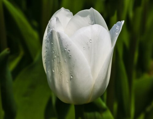 Tulp Royal Virgin 7 bollen - afbeelding 2