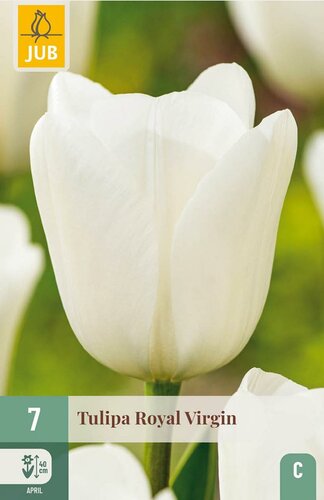 ROYAL VIRGIN TULIPA