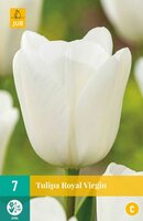 ROYAL VIRGIN TULIPA