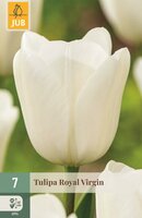 ROYAL VIRGIN TULIPA