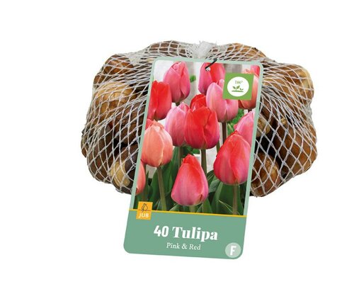 Tulp roze-rood 40 bollen