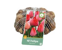 Tulp roze-rood 40 bollen