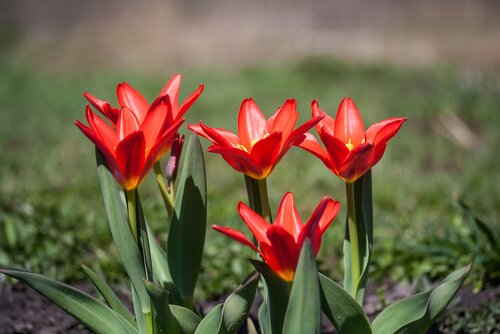 SCARLET BABY TULIPA