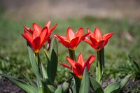 SCARLET BABY TULIPA