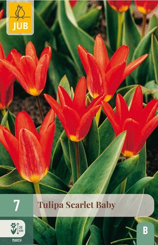 Tulp scarlet baby 7 bollen - afbeelding 3