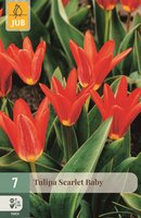 SCARLET BABY TULIPA
