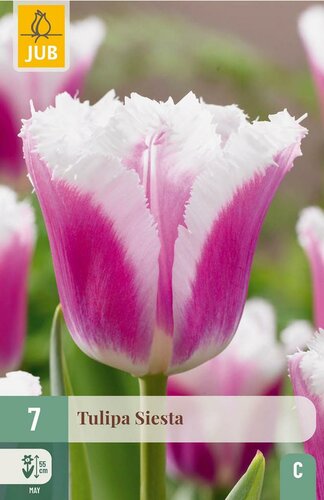 Tulp Siesta 7 bollen - afbeelding 3