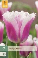 SIESTA TULIPA