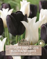 Tulp Single Late Black White 25 bollen