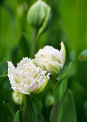 TULIPA SNOW CRYSTAL