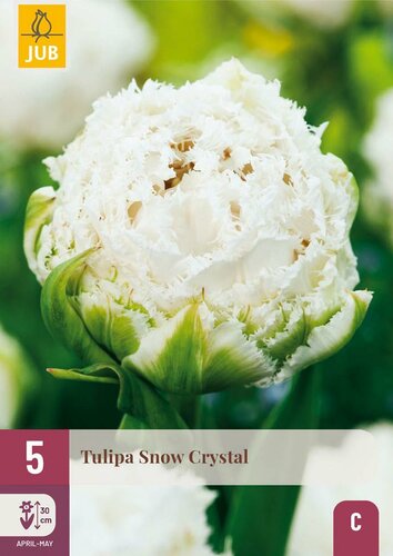Tulp Snow Crystal 5 bollen - afbeelding 3