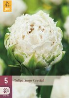 TULIPA SNOW CRYSTAL