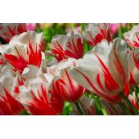 Tulp Sorbet 7 bollen - afbeelding 2