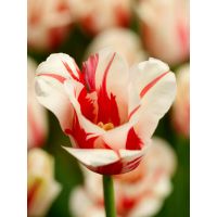 Tulp Sorbet 7 bollen - afbeelding 3