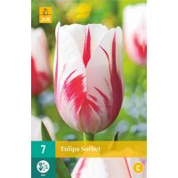 Tulp Sorbet 7 bollen - afbeelding 1