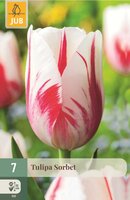 Tulp Sorbet 7 bollen