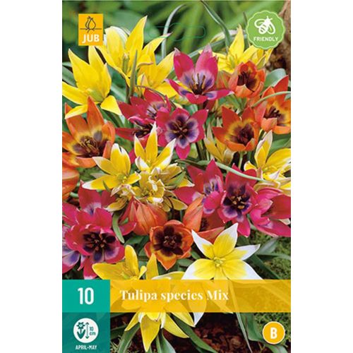 Tulp species mix 10 bollen