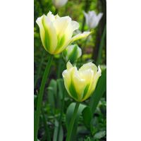 Tulp spring green 7 bollen - afbeelding 2